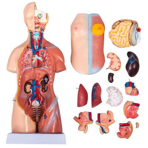 Buy VEVOR Human Body Model 23 Parts 17inch Life Size Human Anatomy Model Unisex Human Torso ...