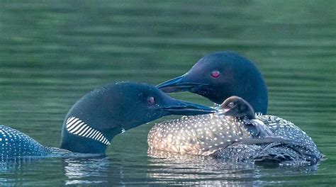 Baby loon, saved from a tumor, reunited with parents at Oakland lake