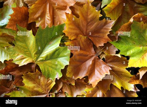 London Plane Tree Leaves Platanus hybrida Stock Photo - Alamy