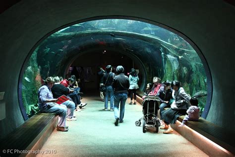 California Academy of Sciences - Aquarium - Part 2 of 3