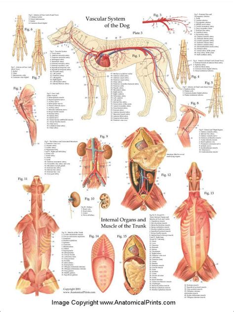 The 4 Stages Of Dog Pregnancy (and how you can help your pup) | Dog ...