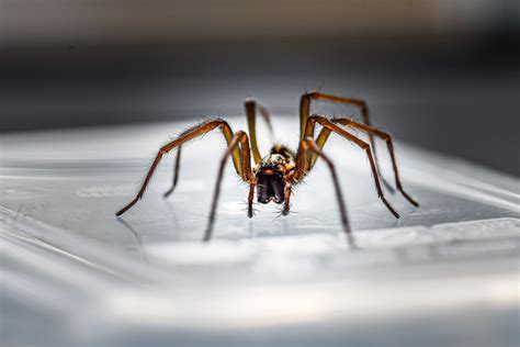 Which British Spiders Do You Need to Be Wary of In Your Home? - SOLD.CO.UK