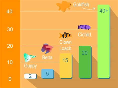 Goldfish Lifespan & 3 Reasons Why Most Don't Live Very Long | It's A Fish Thing