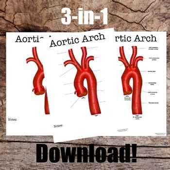 Aortic Arch Anatomy by JennMedArt | Teachers Pay Teachers