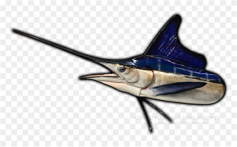 White Marlin Fish Mount - Long Nose Gar, HD Png Download - 800x462(#3699920) - PngFind