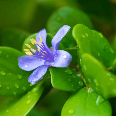 What is the national flower of Jamaica, Meaning and Symbolism