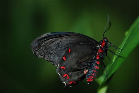 Butterfly Insect Wing · Free photo on Pixabay