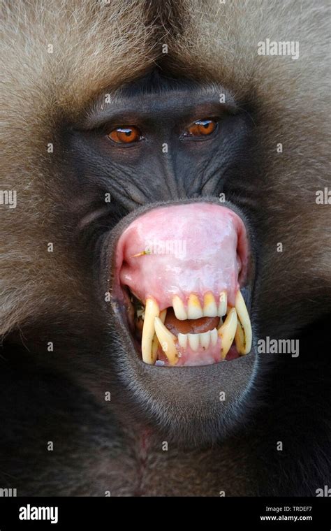 gelada, gelada baboons (Theropithecus gelada), baring teeth, Ethiopia, Simien Mountains National ...