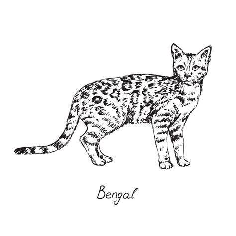 Bengal, Cat Breeds Illustration with Inscription, Hand Drawn Doodle ...