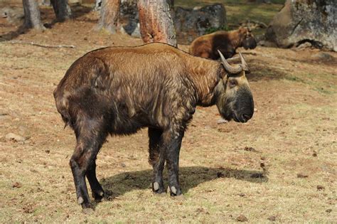 Bhutan Takin - A-Z Animals