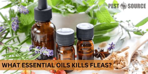 What Essential Oils Kill Fleas? - Pest Source