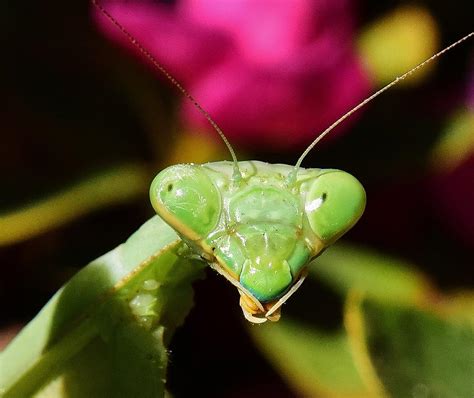 Praying Mantis Eyes Macro Photograph by Linda Brody