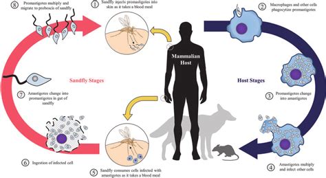 Leishmania life cycle. | Download Scientific Diagram