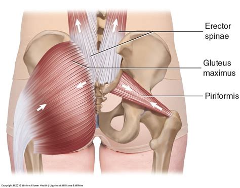 Five Muscles of Sacroiliac Stabilization - Part 1 - Piriformis