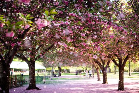 New York City for Nature Lovers: Parks and Gardens to Visit – Visit US