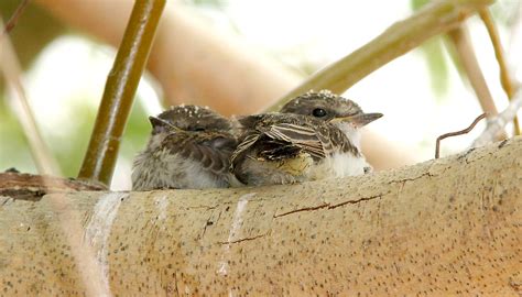 589 - VERMILION FLYCATCHER (5-23-08) juv, at nest, silver … | Flickr