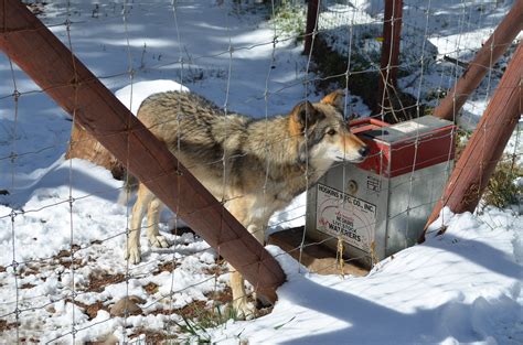 Colorado Discoveries 16: Colorado Wolf and Wildlife Center – Ground ...