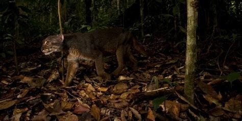 Elusive Bay Cat Photographed In Striking Detail In Borneo | HuffPost