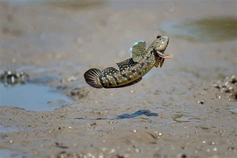 Mudskipper Pictures - AZ Animals