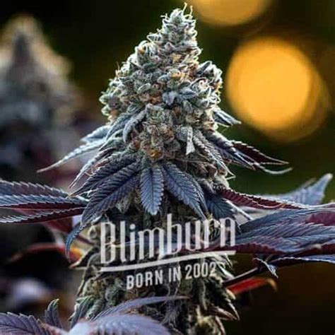 Orange Kush | 24% THC | Buy Cannabis Seeds | Free Shipping