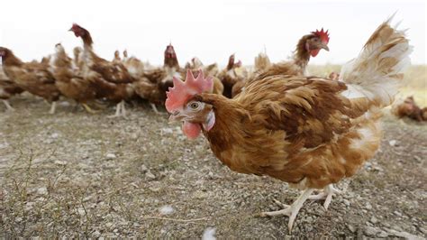 Organic Chickens Get More Room To Roam : The Salt : NPR