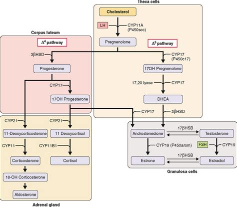 Ovarian Hormones: Structure, Biosynthesis, Function, Mechanism of ...