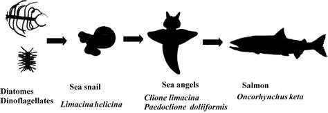 Marine Drugs | Free Full-Text | Carotenoids of Sea Angels Clione ...