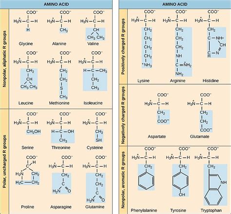 Difference Between Polar and Nonpolar Amino Acids | Compare the Difference Between Similar Terms