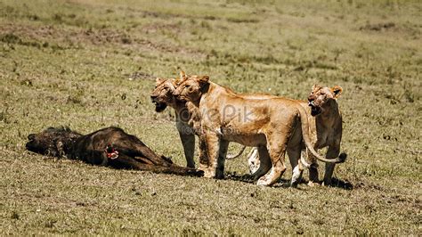 Lion Hunting Picture And HD Photos | Free Download On Lovepik