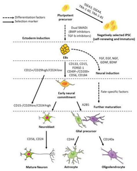 IJMS | Free Full-Text | Neural Stem Cell Transplantation for Neurodegenerative Diseases