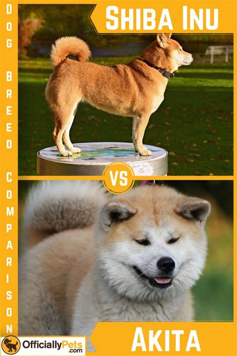 Shiba Inu vs Akita - A Detailed Comparison Of Both Dog Breeds! | Check ...