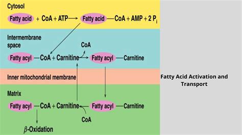 β-oxidation of fatty acids/ Oxidation of palmitoyl CoA. | Notesmed