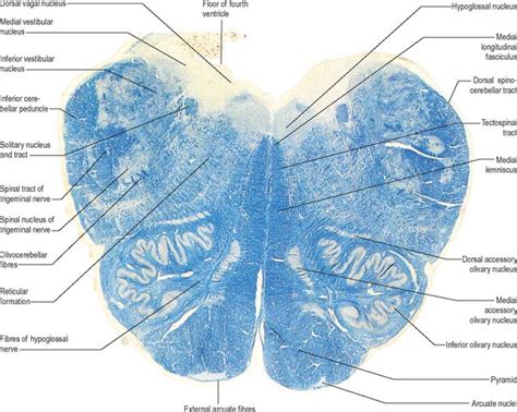 Brain stem | Basicmedical Key