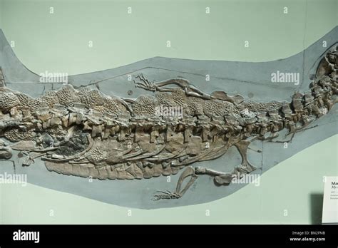 Marine dinosaur or plesiosaur fossil skeleton on display in the Natural History Museum, London ...