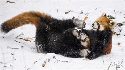 Usually solitary red panda cubs amaze zoo crowd with playful fight and 5ft prancing in the ...