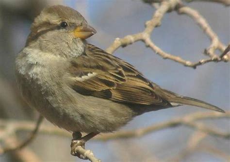 Brown Finch In Tree