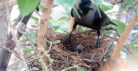 How to Protect Bird Nest From Crows? - The Worlds Rarest Birds