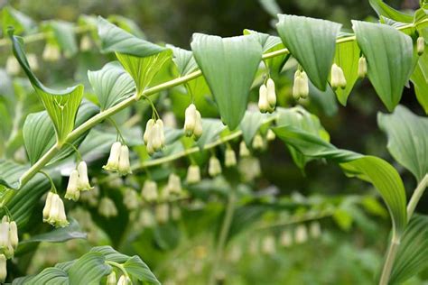 Polygonatum - Gardening Soul