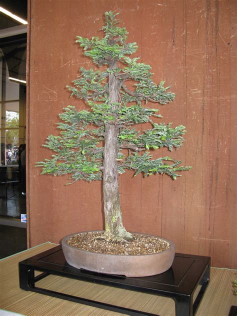 Bonsai in the world: Bonsai Versions of the World’s Tallest Tree