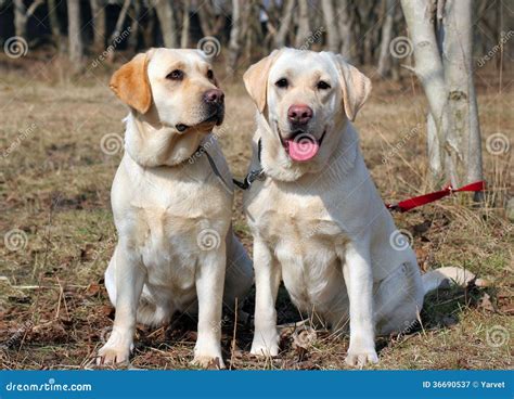 Two yellow labradors stock image. Image of shining, lovely - 36690537