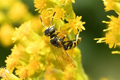 Crabronidae, on Solidago canadensis - Philanthus - BugGuide.Net