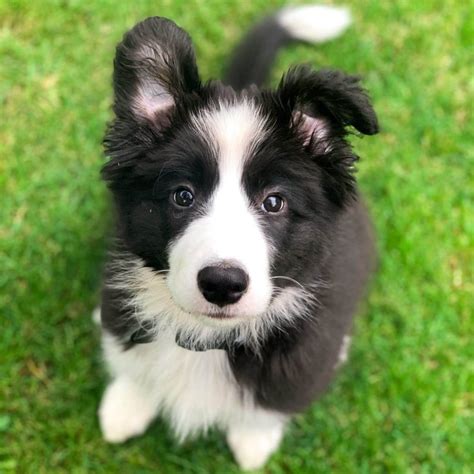 15 Adorable Photos Of Border Collie Puppies That Will Make Everyone ...