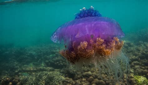 Crowned Jellyfish Facts and Photographs | Seaunseen