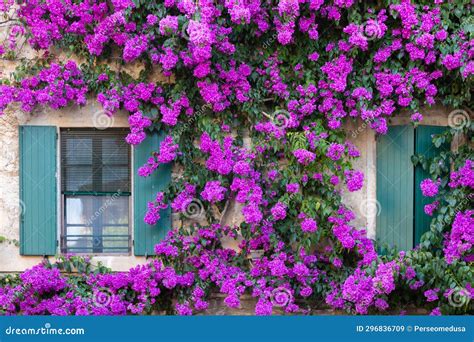 Blooming Bouganville Flower in Summer Season- Exterior Decoration of Italian Home with ...