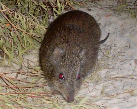 Gilbert's Potoroo - Facts, Diet, Habitat & Pictures on Animalia.bio