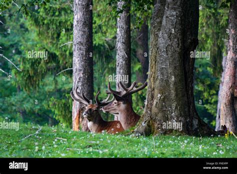 Portrait courageous deer face with nature background Stock Photo - Alamy