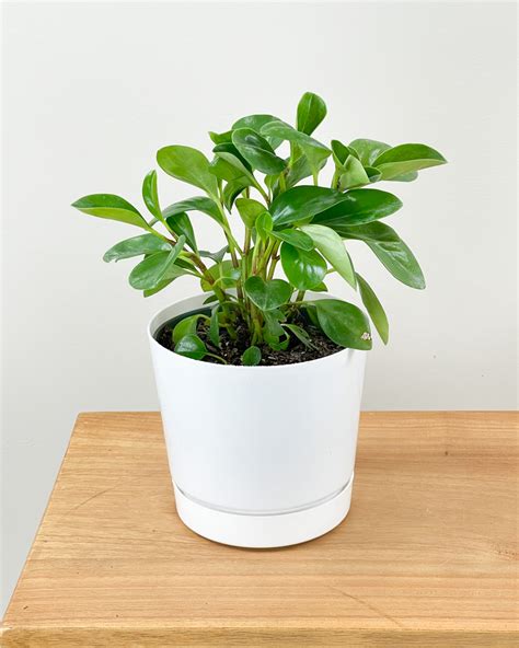 Baby Rubber Plant | PlantVine