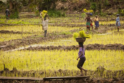 Why African Agriculture is a Global Issue