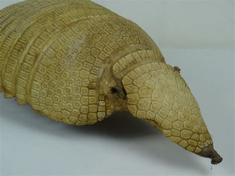 Taxidermy Armadillo Shell