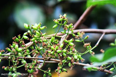 Ako si ANDREW IBOT!: Duhat (Java Plum) (Syszygium jambolanum)